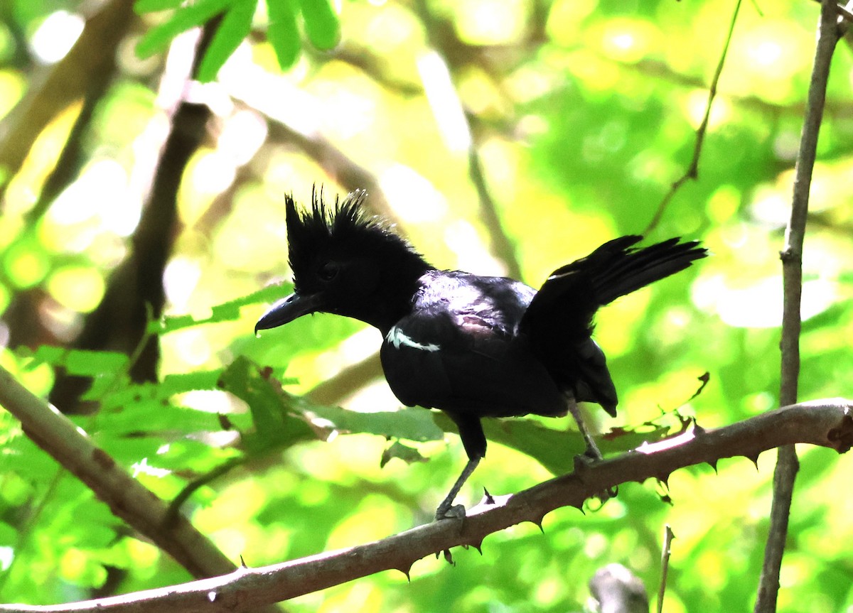 Glossy Antshrike - ML619806541