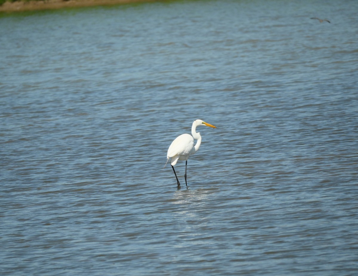 Great Egret - ML619806545