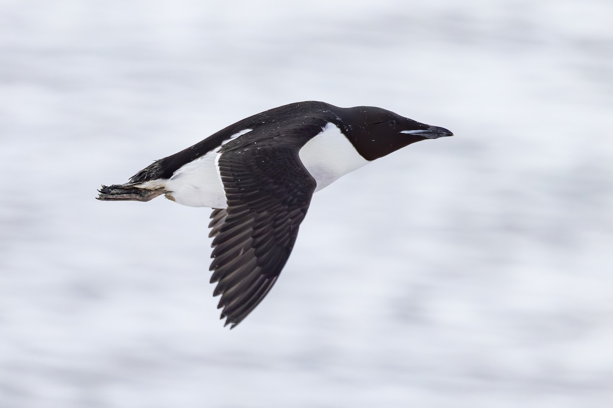 Thick-billed Murre - ML619806563