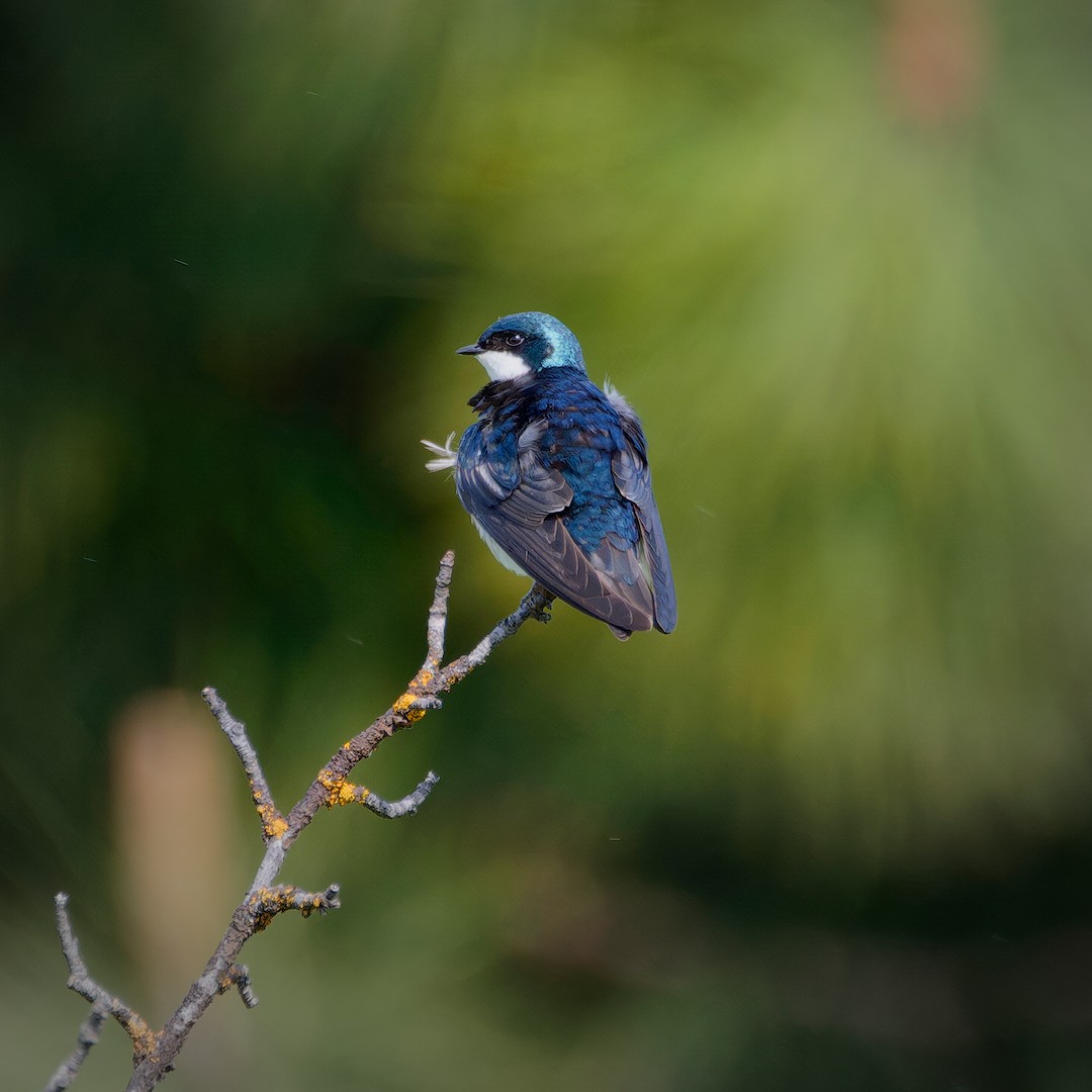 Tree Swallow - ML619806569