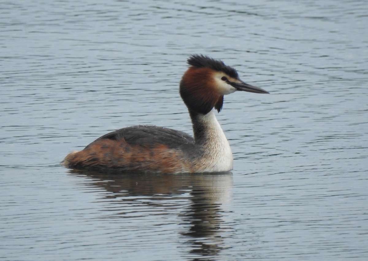 Great Crested Grebe - ML619806579