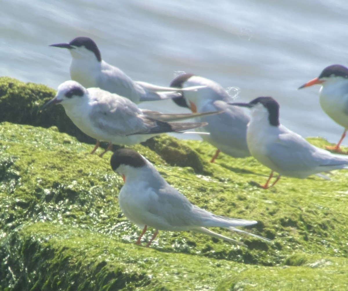 Roseate Tern - ML619806582