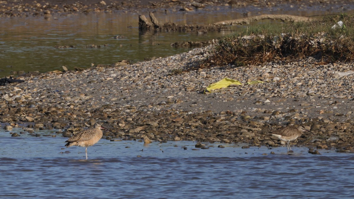 Long-billed Curlew - ML619806591
