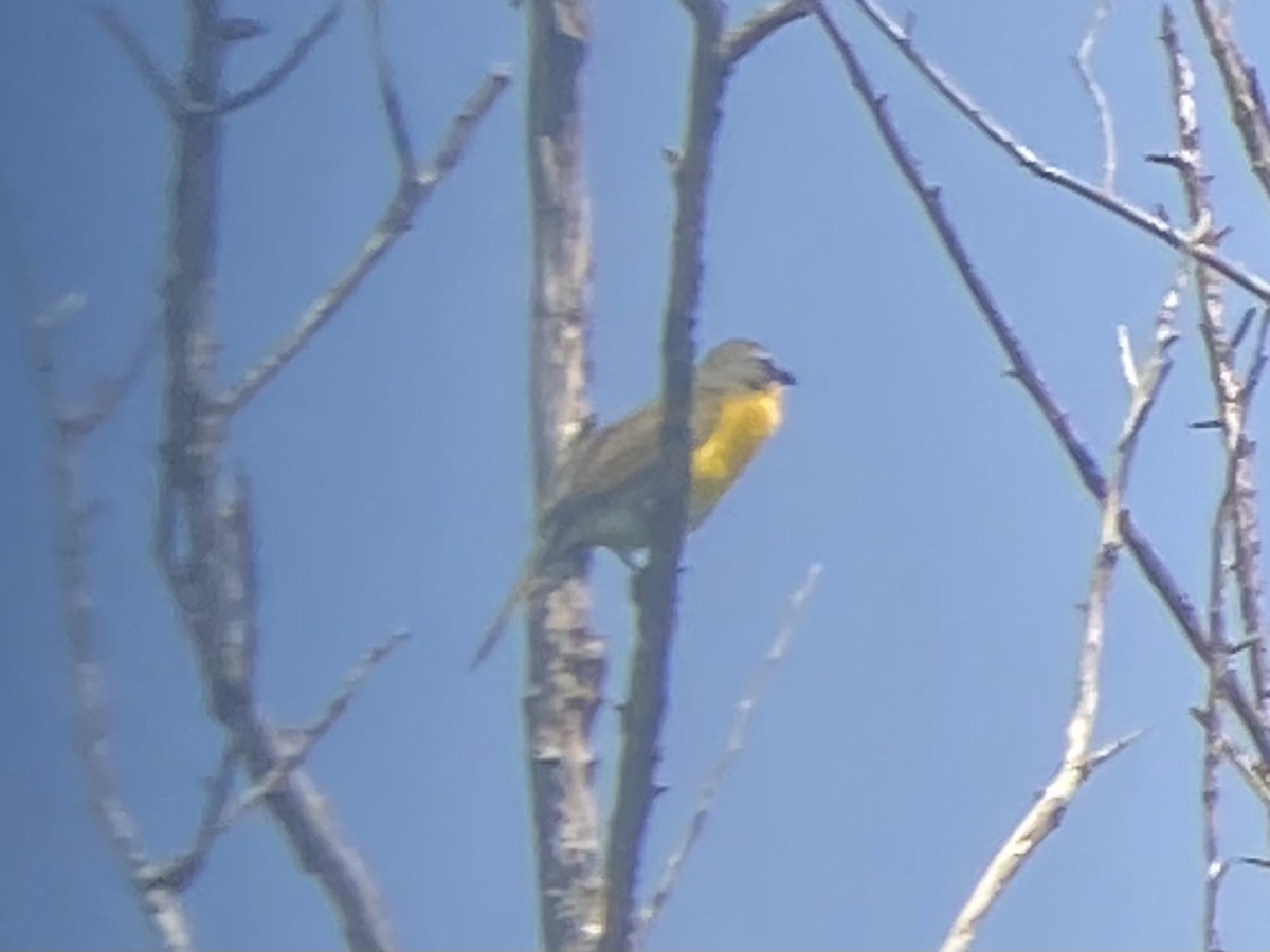 Yellow-breasted Chat - ML619806592