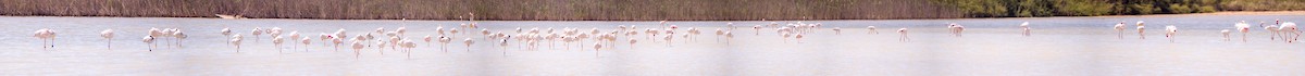 Greater Flamingo - ML619806613