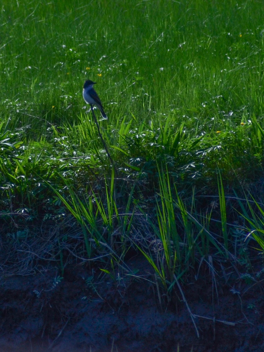 Eastern Kingbird - ML619806627