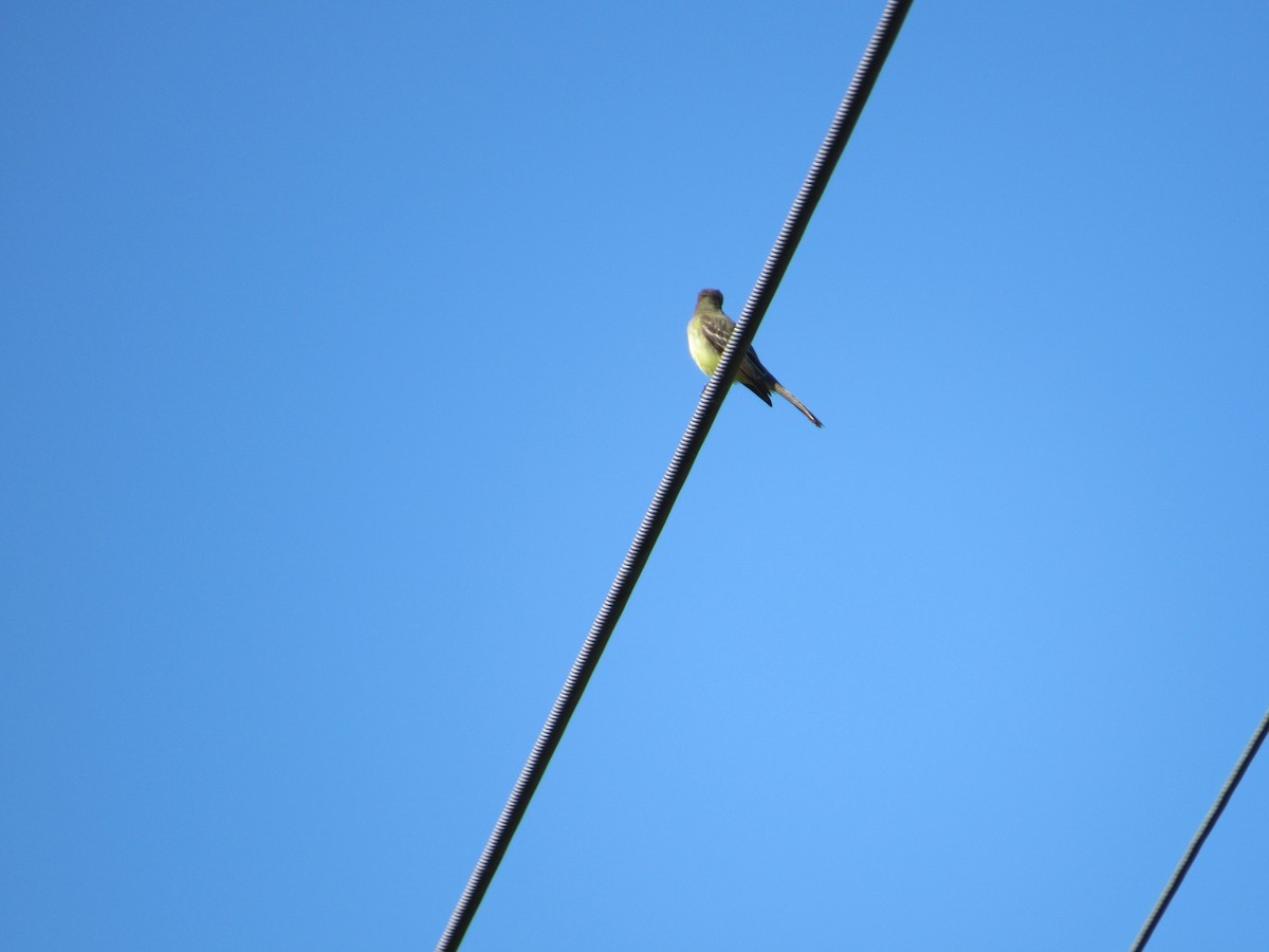 Great Crested Flycatcher - ML619806632