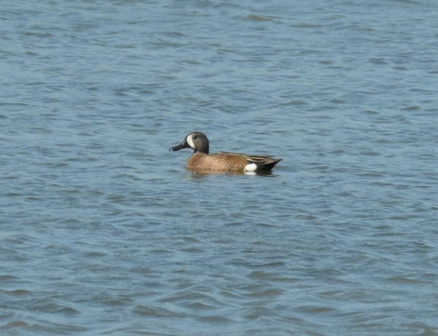 Blue-winged Teal - ML619806659