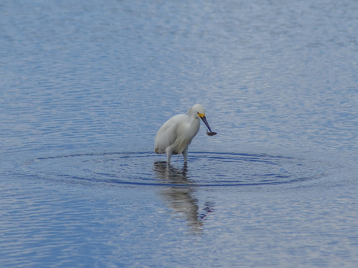 Snowy Egret - ML619806673