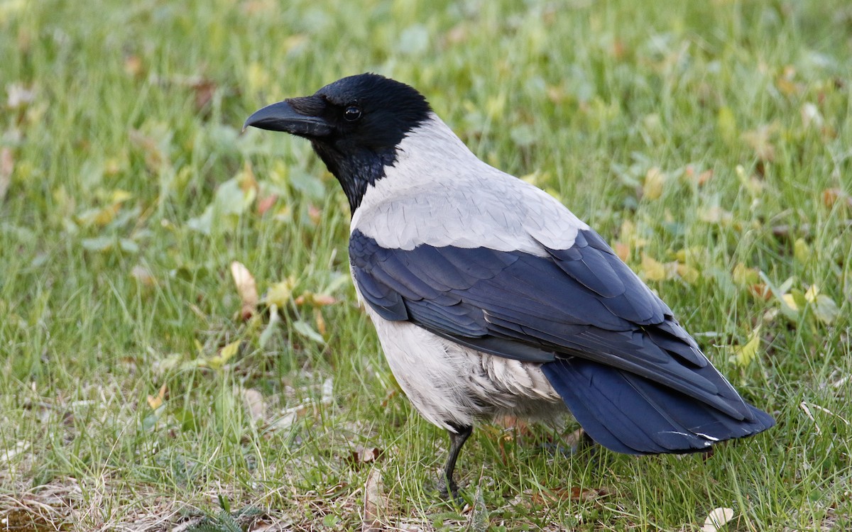 Hooded Crow (Hooded) - Uku Paal