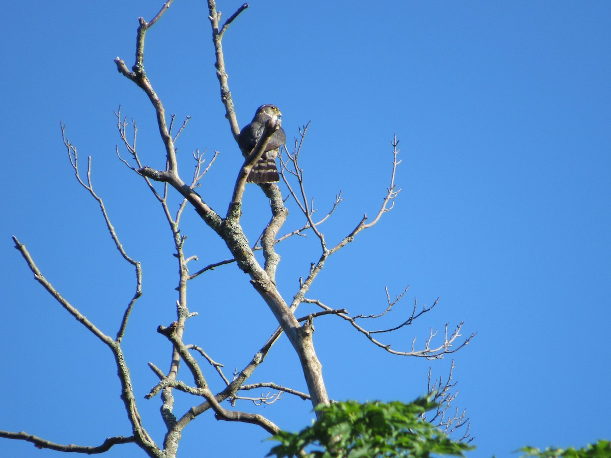 Merlin - ML619806689