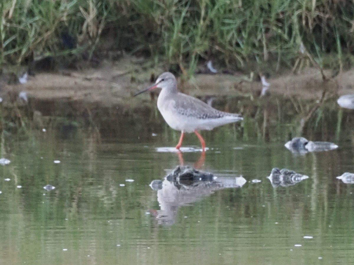 Spotted Redshank - ML619806690