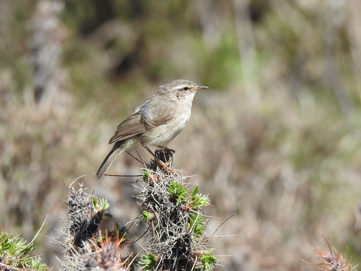 Mosquitero Ahumado - ML619806693