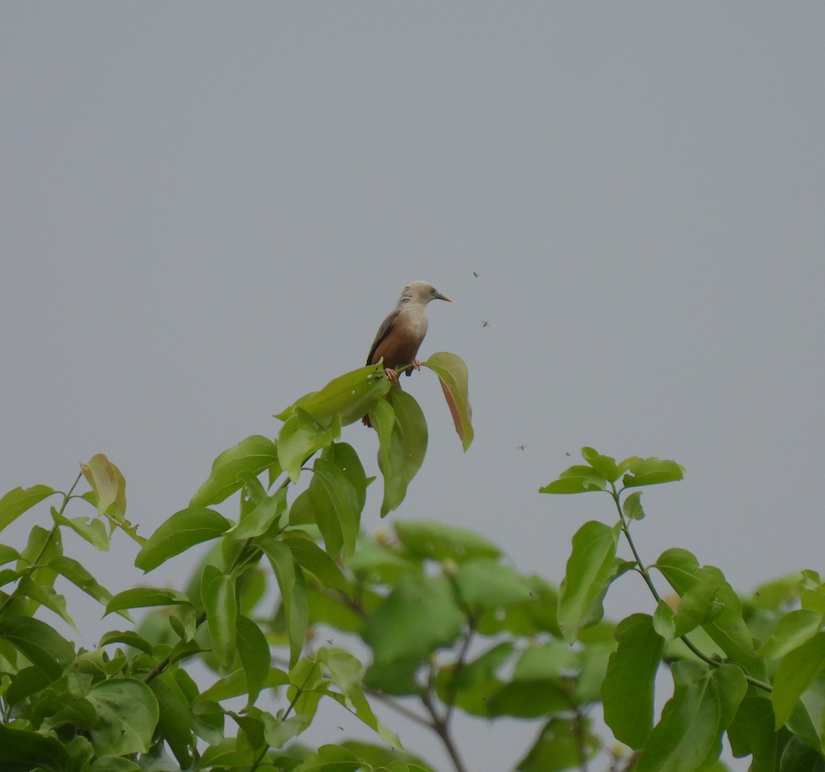 Malabar Starling - ML619806713