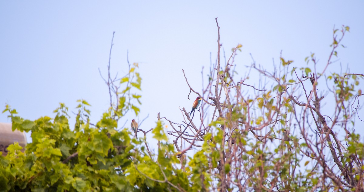 European Bee-eater - ML619806717
