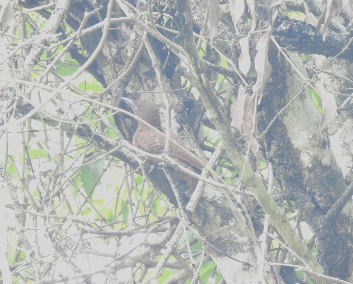 Rufous Woodpecker - ML619806719