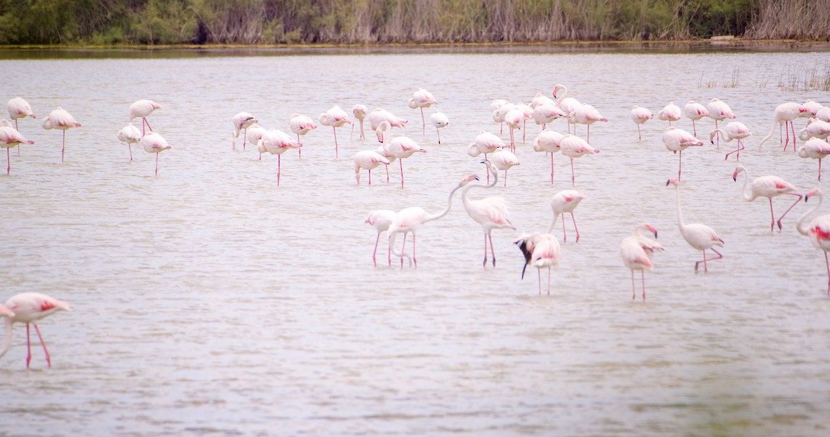 Greater Flamingo - ML619806720