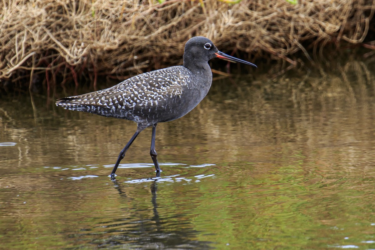Spotted Redshank - ML619806731