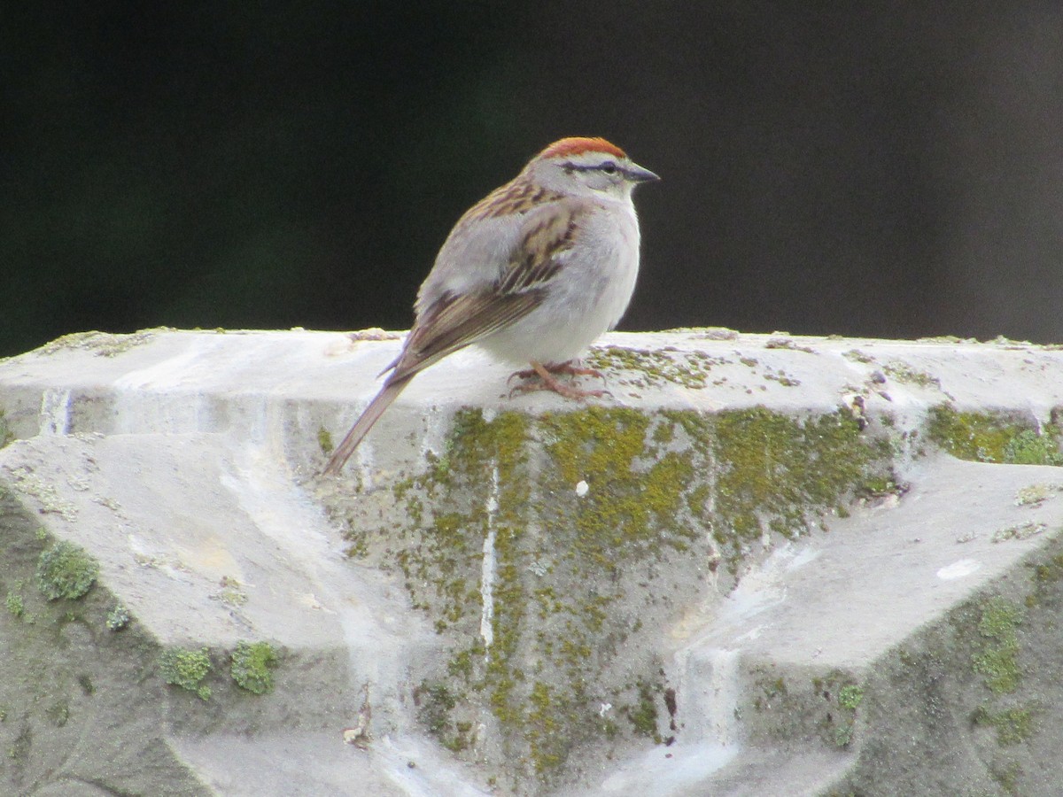Chipping Sparrow - ML619806732