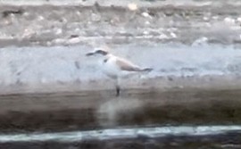 Kentish Plover - ML619806740