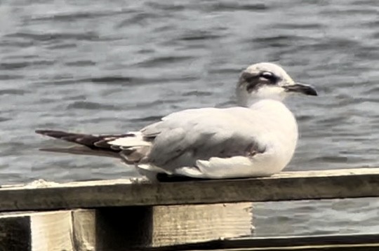 Mediterranean Gull - ML619806755