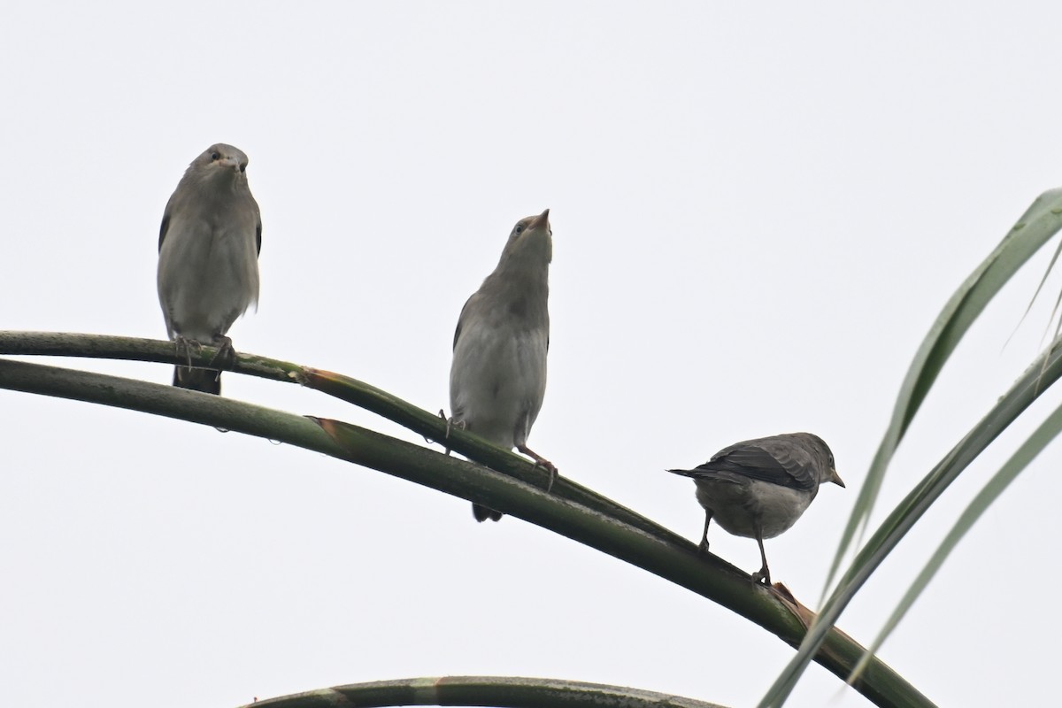 White-shouldered Starling - ML619806759