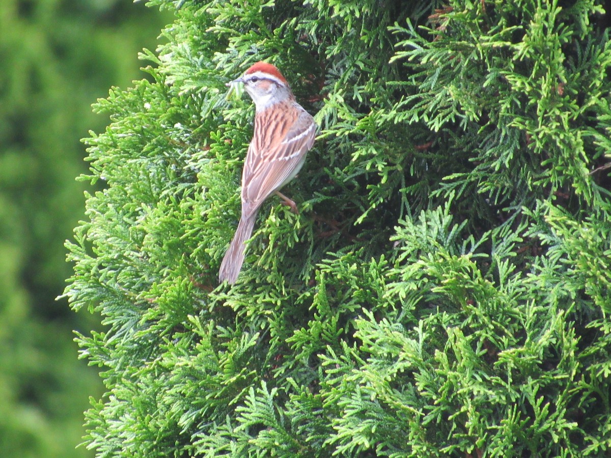 Chipping Sparrow - ML619806773