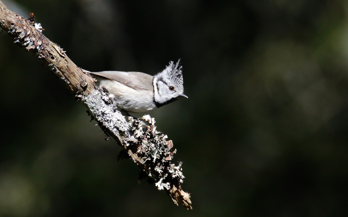 Crested Tit - ML619806774