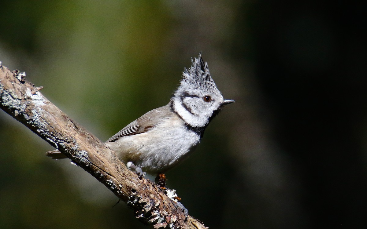 Crested Tit - ML619806775