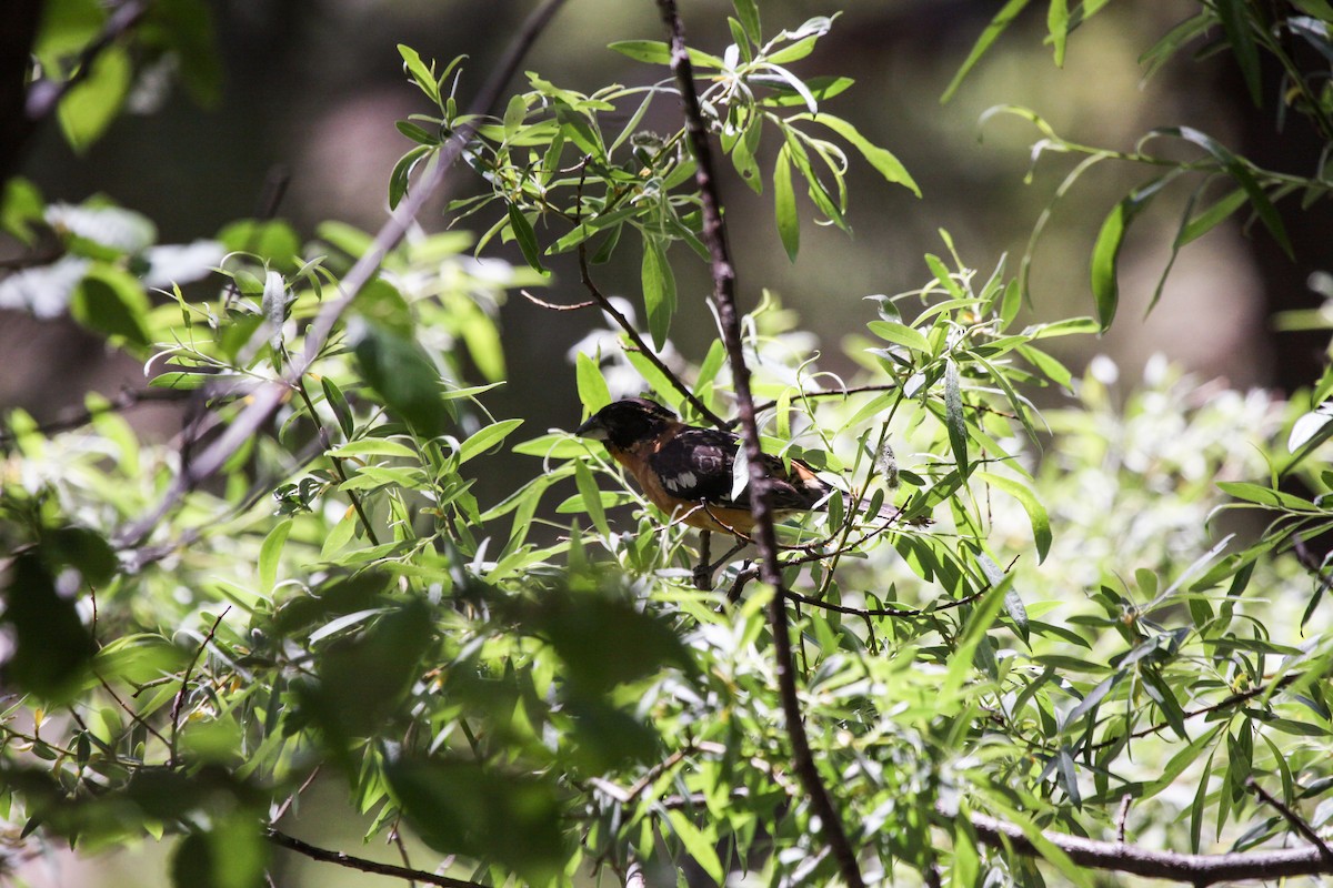 Black-headed Grosbeak - ML619806776