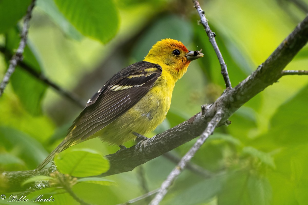 Western Tanager - ML619806788
