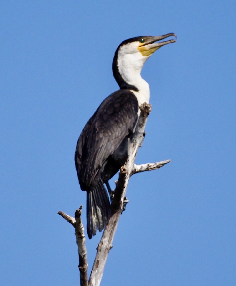 Great Cormorant (White-breasted) - ML619806790