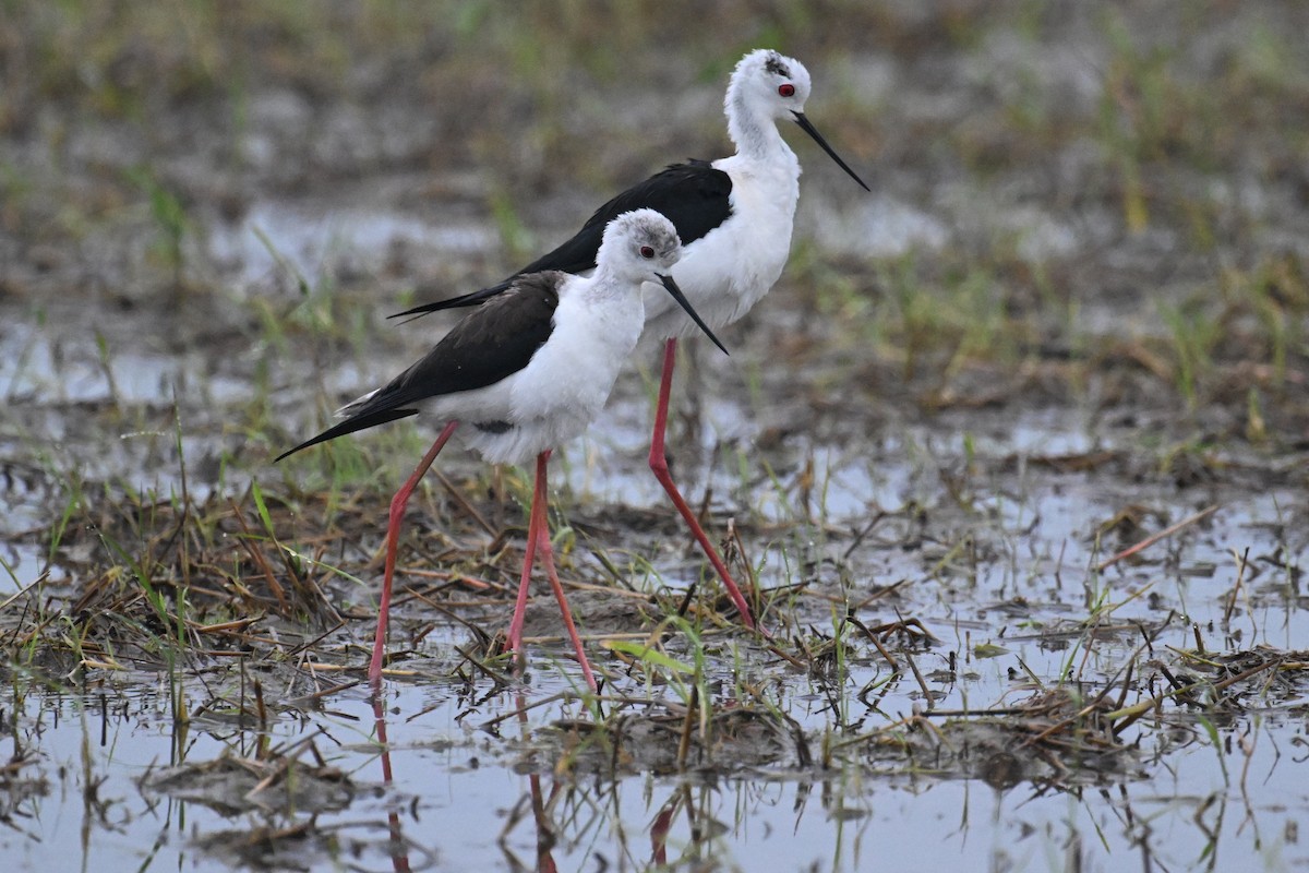 Échasse blanche - ML619806801