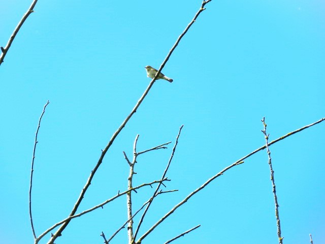 Mosquitero Común (grupo collybita) - ML619806811