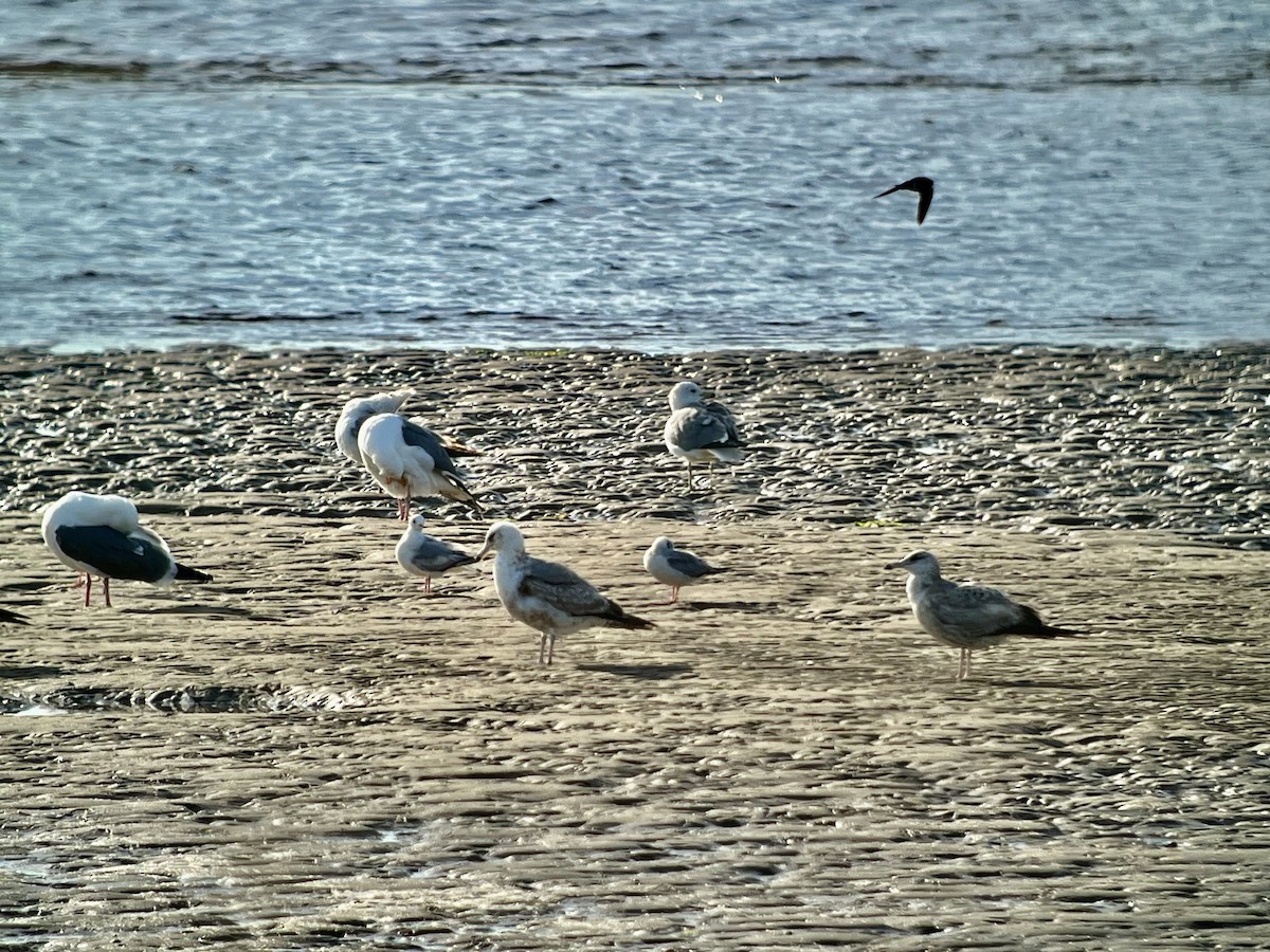 Mouette de Bonaparte - ML619806817