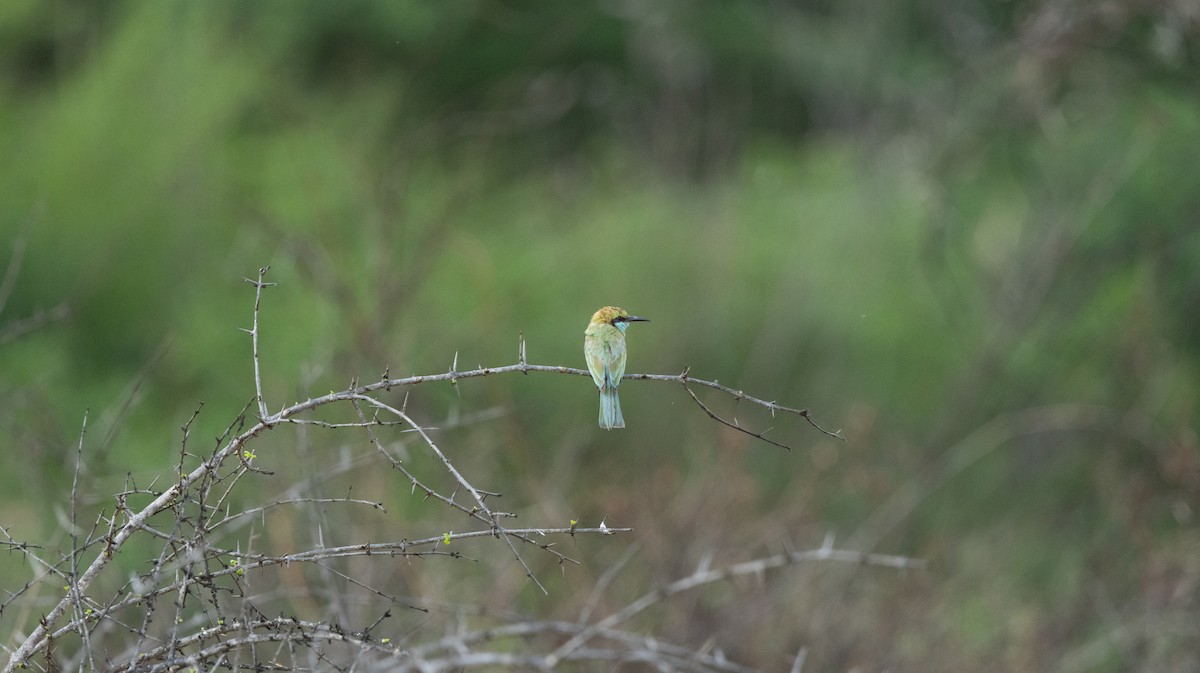 Asian Green Bee-eater - ML619806828