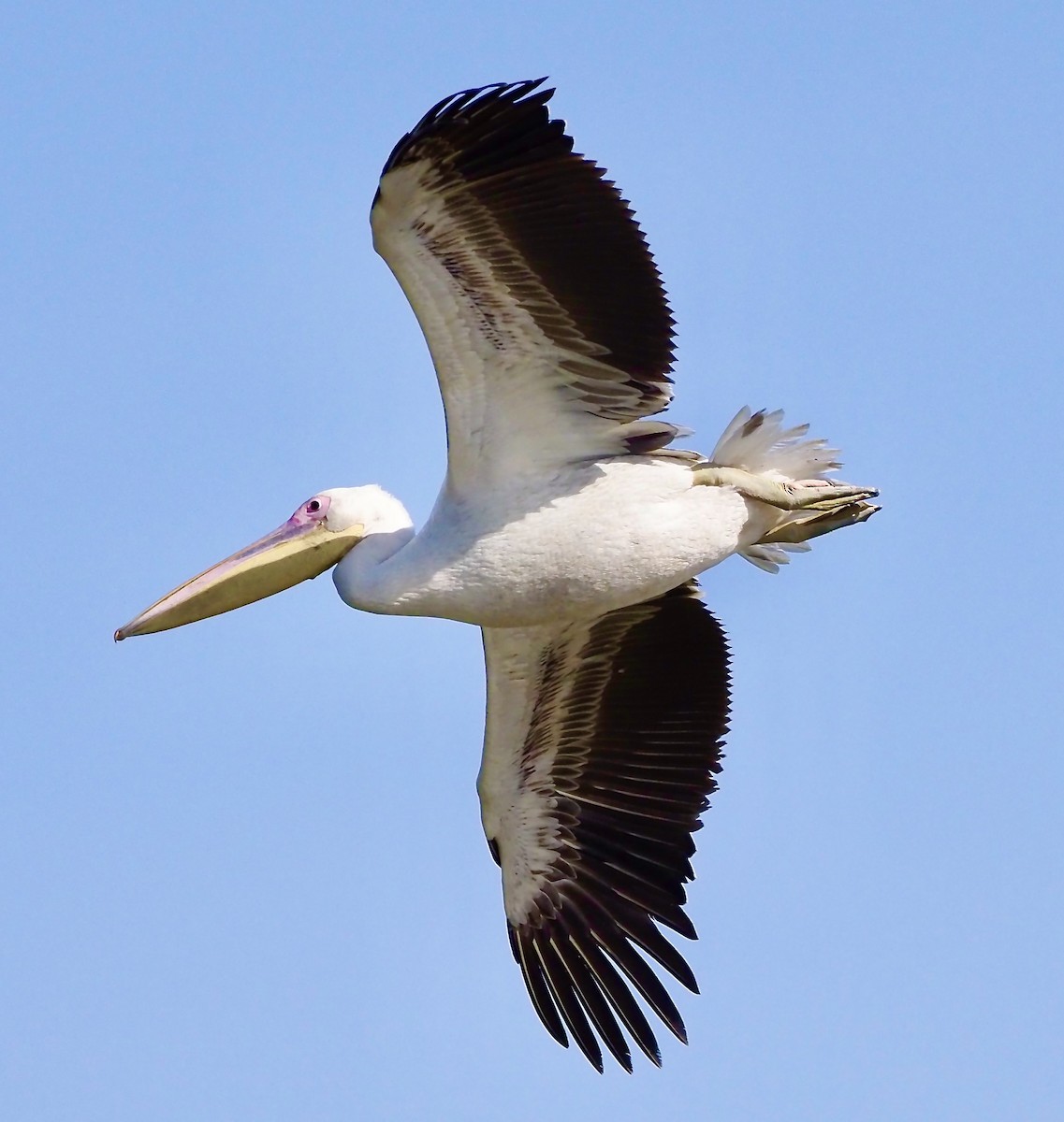 pelikán bílý - ML619806839