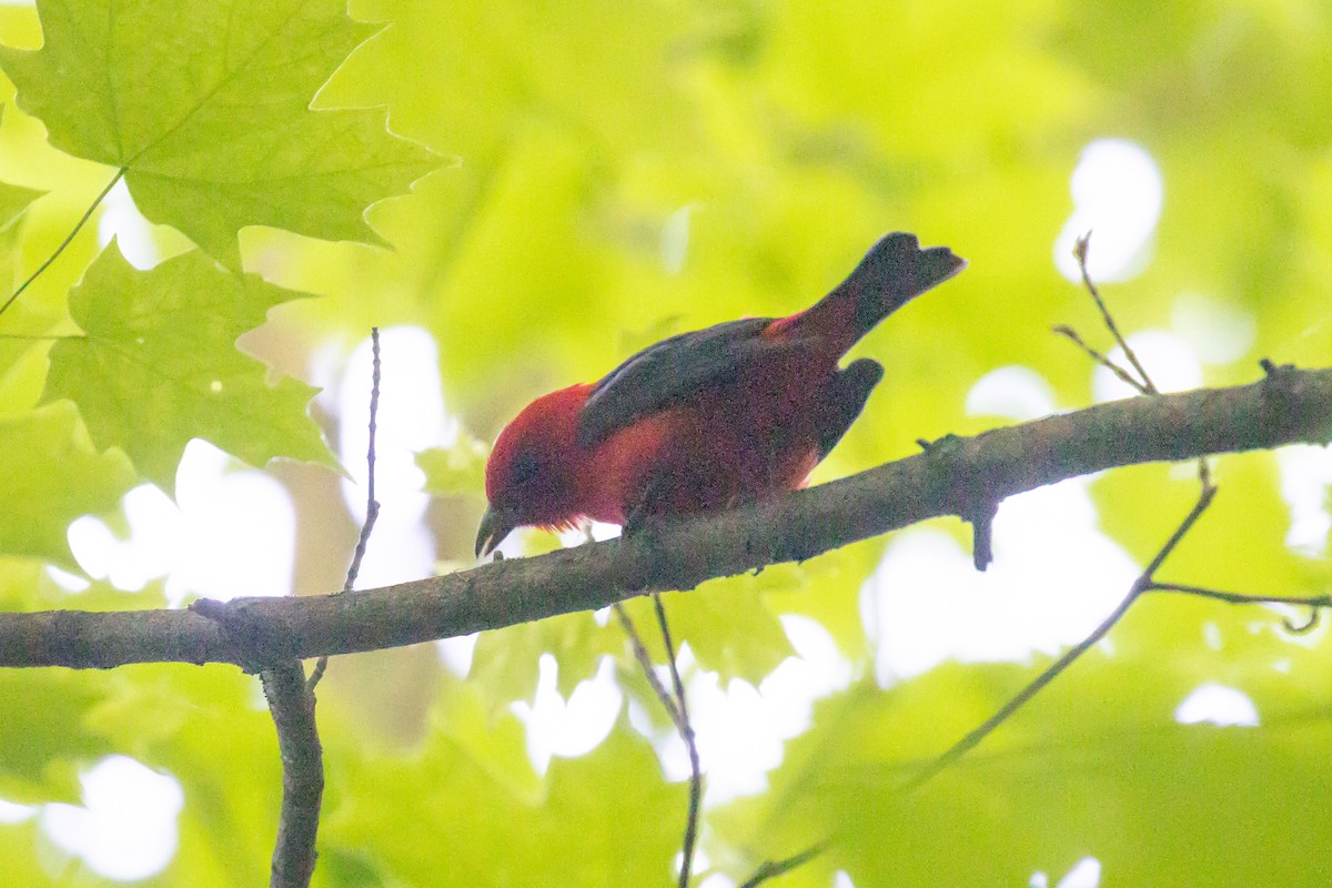 Scarlet Tanager - ML619806849