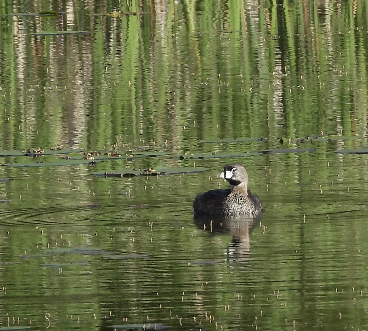 Pied-billed Grebe - ML619806852