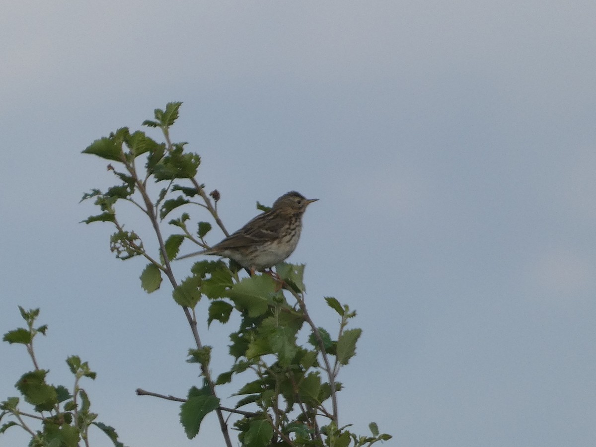 Meadow Pipit - ML619806853
