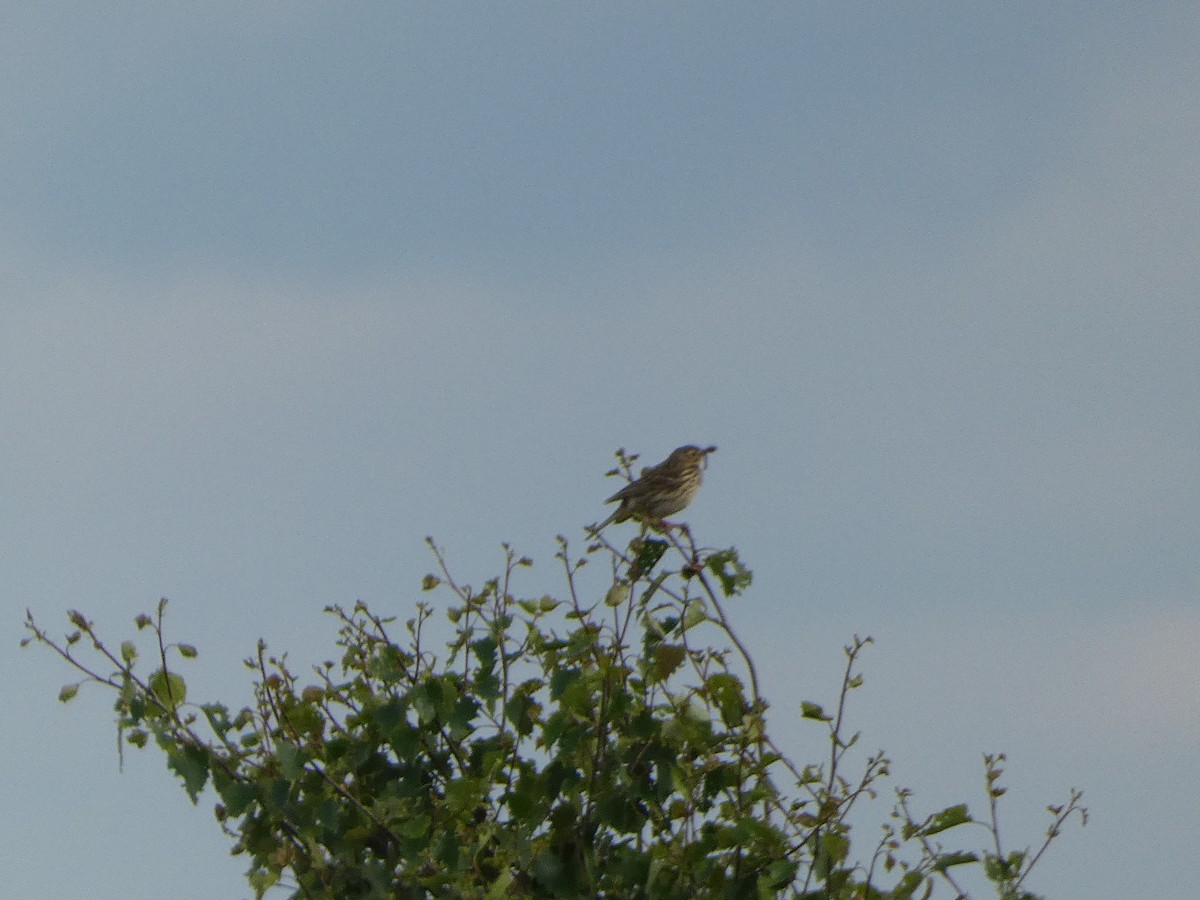 Meadow Pipit - ML619806854