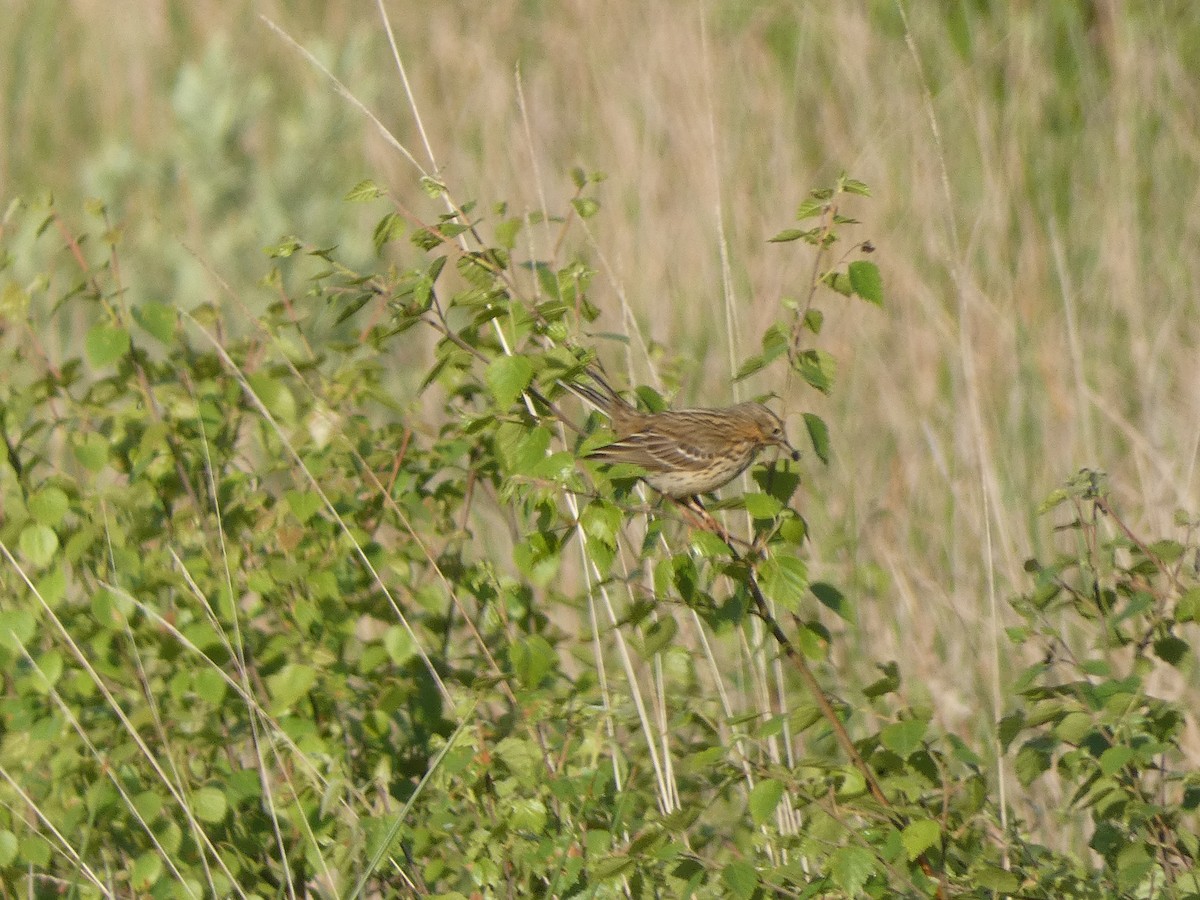 Meadow Pipit - ML619806855