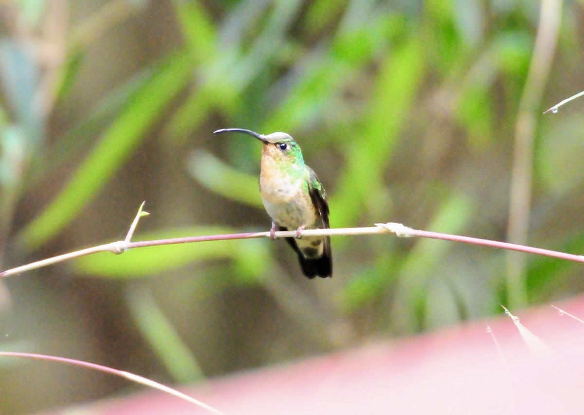 kolibřík aksamitový - ML619806860
