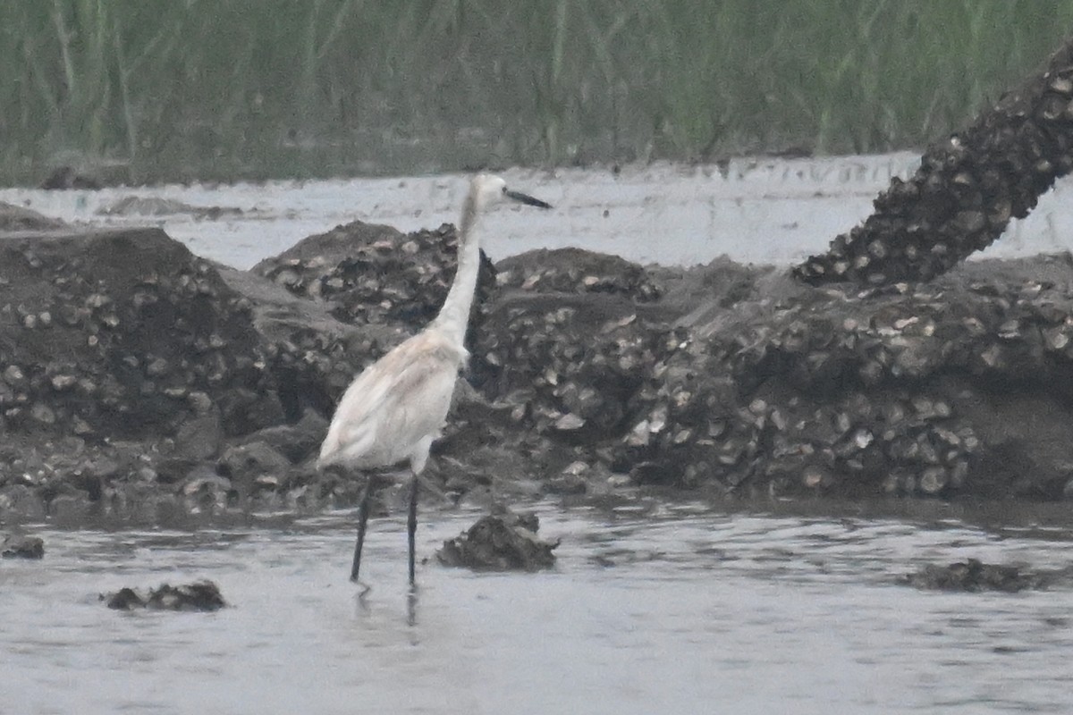 Little Egret - ML619806864