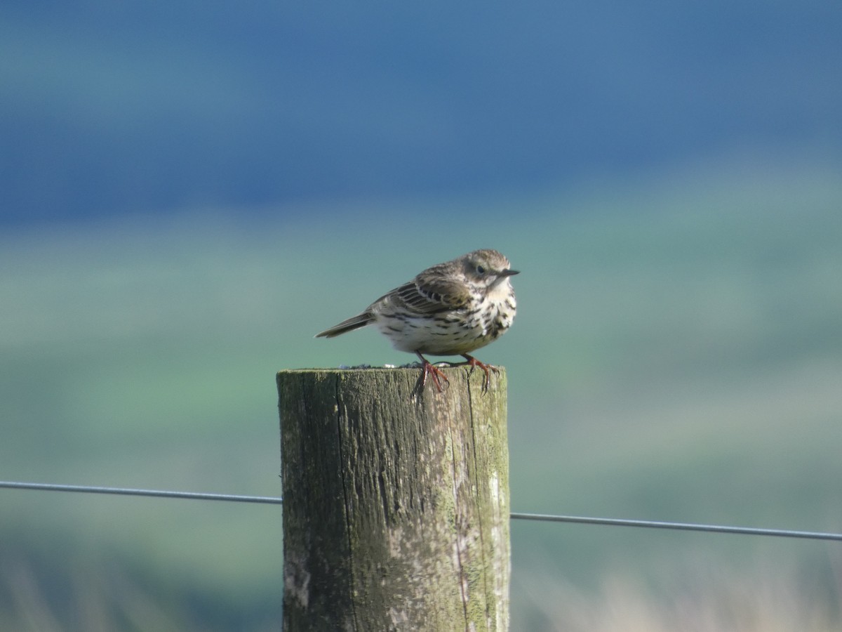 Meadow Pipit - ML619806895