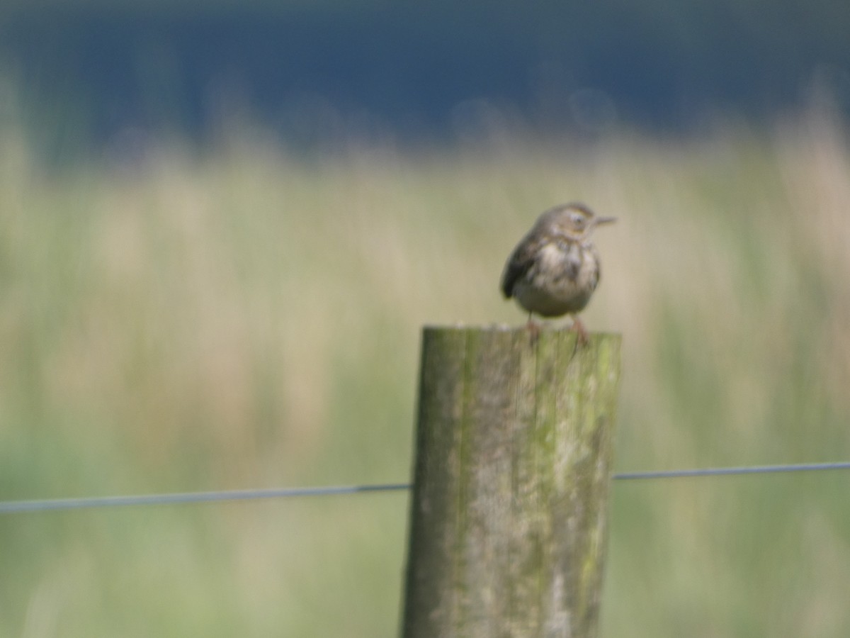 Meadow Pipit - ML619806896