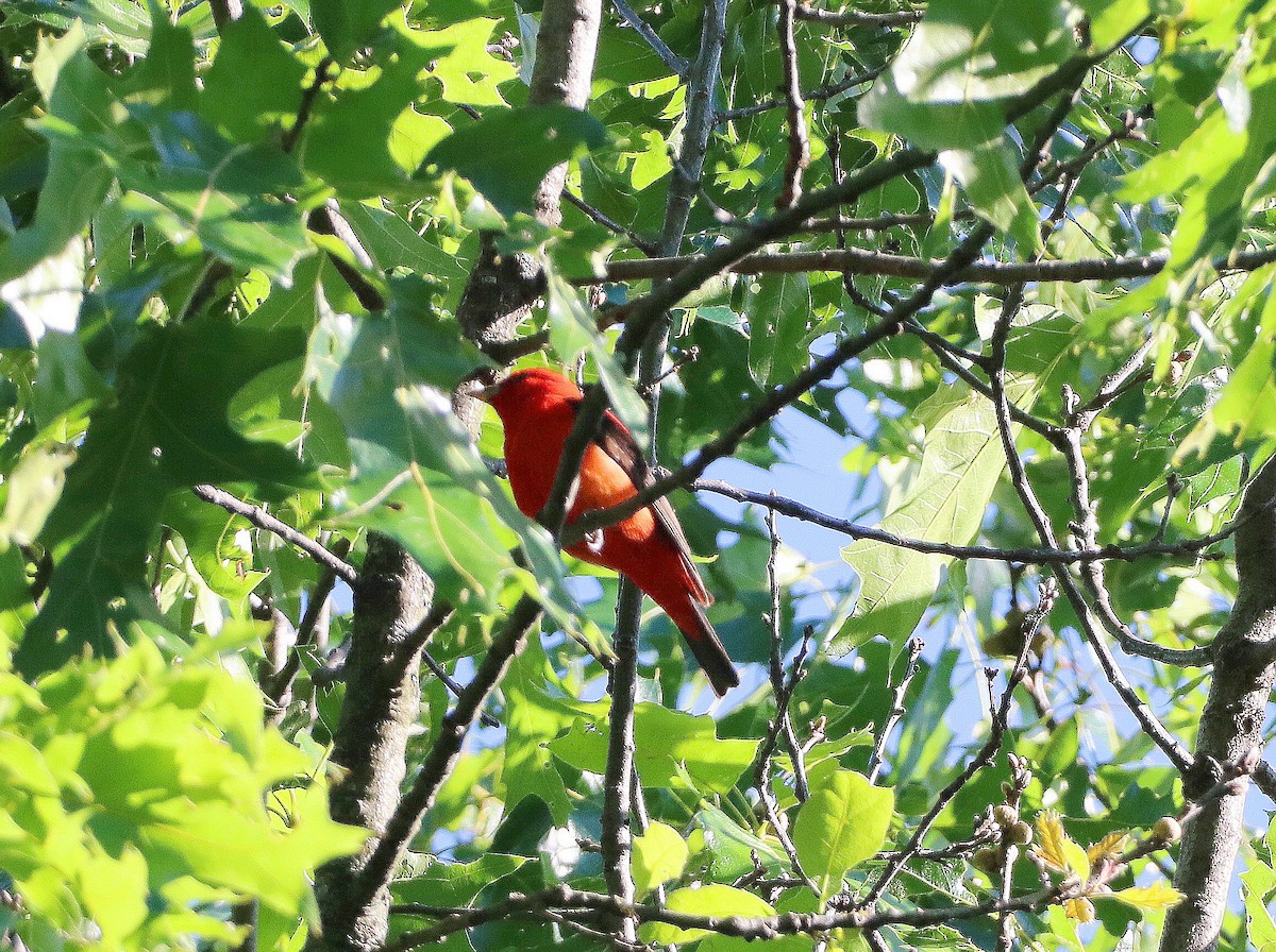 Scarlet Tanager - Mike Mencotti