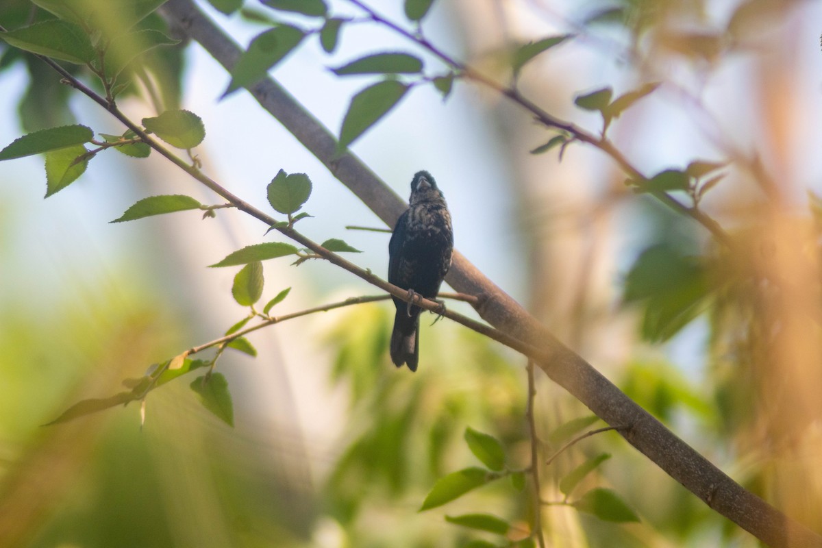 Blue-black Grassquit - ML619806899