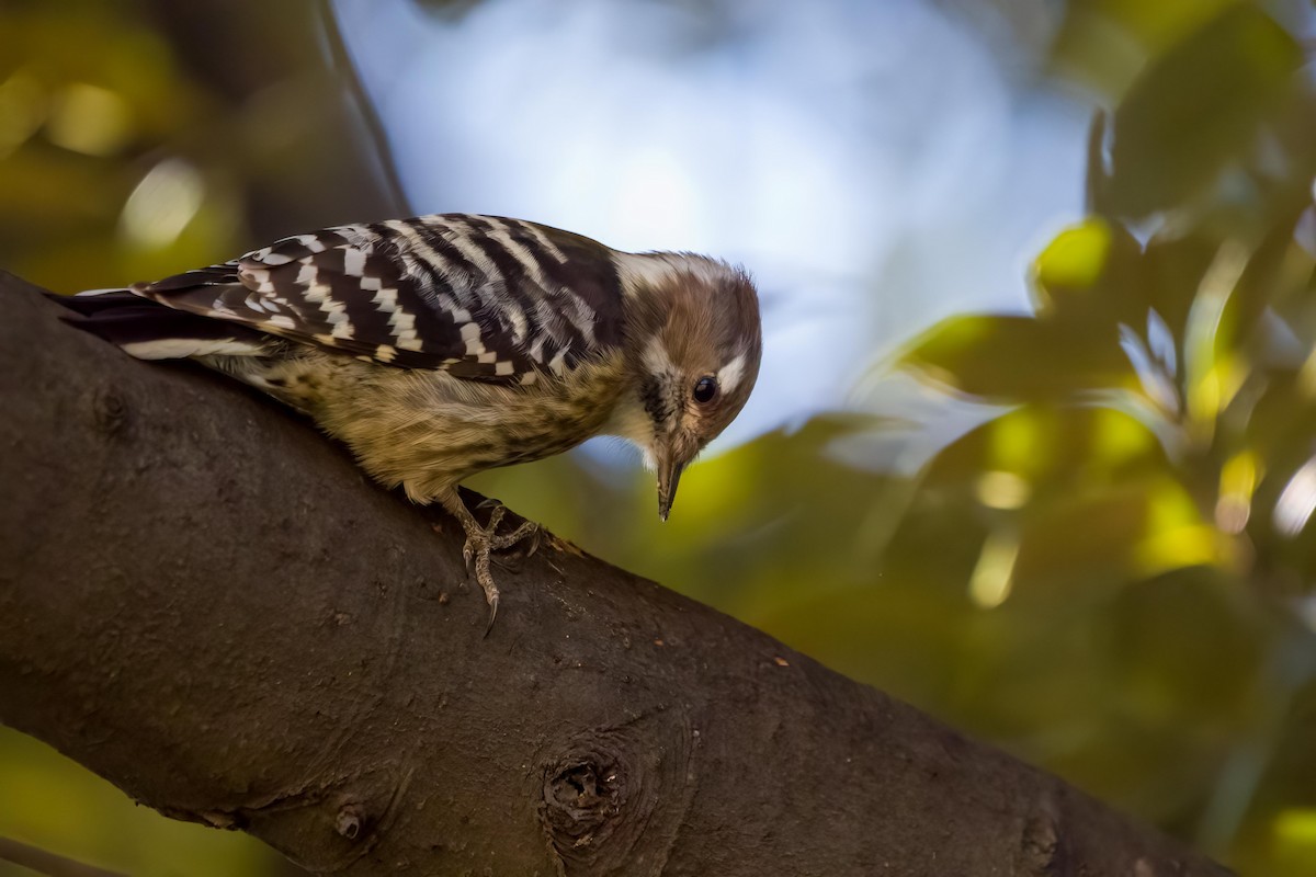Japanese Pygmy Woodpecker - ML619806901