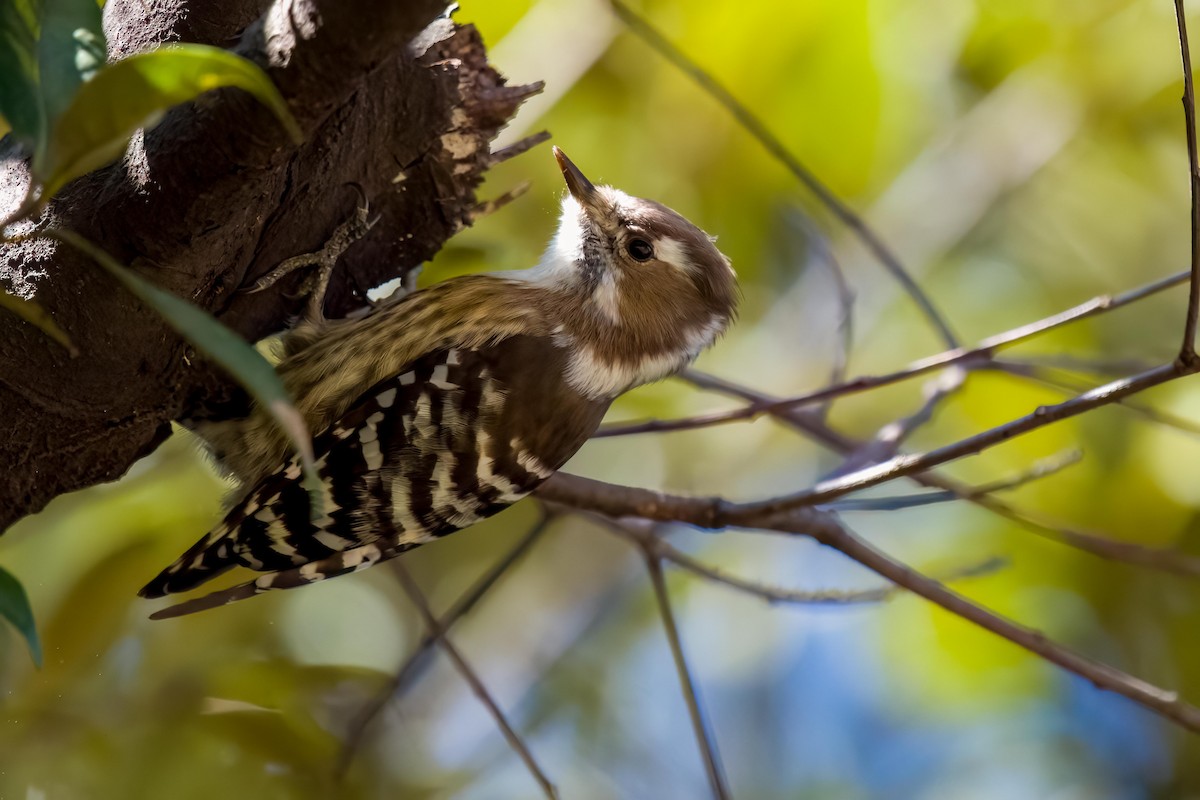Japanese Pygmy Woodpecker - ML619806902
